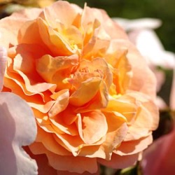 Rosa 'Sangerhäuser Jubiläumsrose'