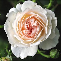 Rosa 'Sebastian Kneipp'