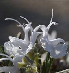 Rosmarinus officinalis 'Blanc des Calanques'