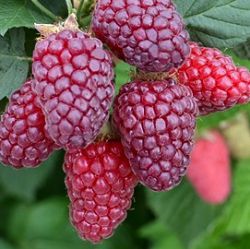 Rubus fruticosus x idaeus 'Buckingham Tayberry'