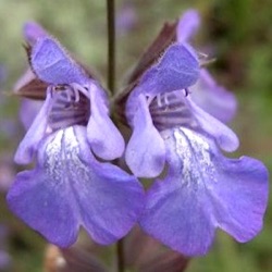 Salvia 'Amparito'