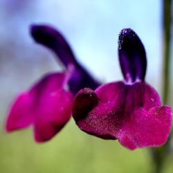 Salvia greggi 'Emperor'