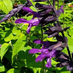 Salvia guaranitica 'Purple & Bloom' ®