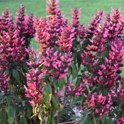 Salvia karwinskii