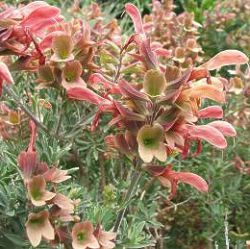 Salvia lanceolata