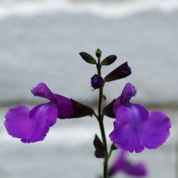 Salvia 'Lilac Dream'