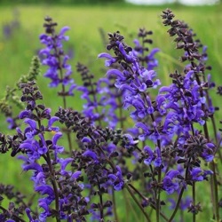 Salvia pratensis (wild)