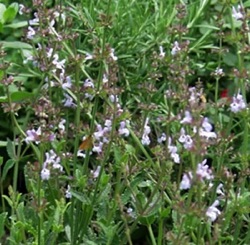 Salvia repens var. repens