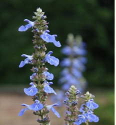 Salvia uliginosa 'Ballon Azul'