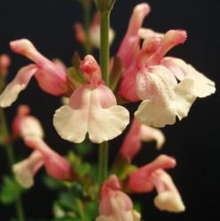 Salvia x jamensis 'Sierra San Antonio'