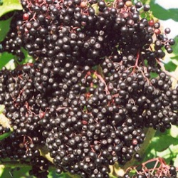 Sambucus nigra 'Haidegg'