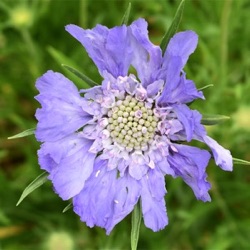 Scabiosa caucasica 'Perfecta Mid Blue'