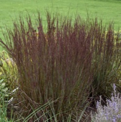 Schizachyrium scoparium 'Smoke Signal'