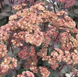 Sedum 'Orange Xenox'