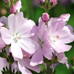 Sidalcea 'Elsie Heugh'