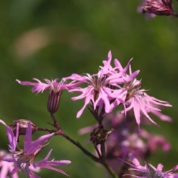 Silene flos-cuculi (wild)