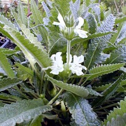 Stachys discolor (Stachys nivea)