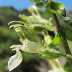 Teucrium flavum subsp. glaucum