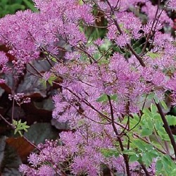 Thalictrum 'Black Stockings' ®