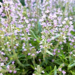 Thymus 'Cascata Lemonade'