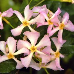 Trachelospermum jasminoides 'Pink Showers'