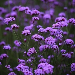 Verbena bonariensis 'Vanity'