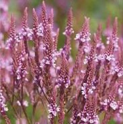 Verbena hastata 'Rosea'