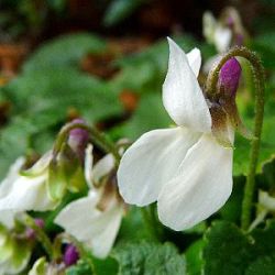 Viola odorata 'Alba'