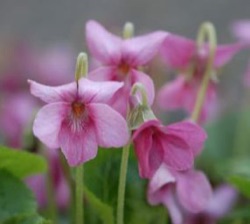 Viola odorata 'Coeur d´Alsace'
