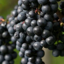 Vitis vinifera 'Regent'